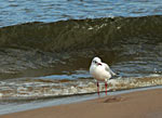 Bild  tr_7210_wpp0182